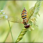 Una abeja en plena faena.