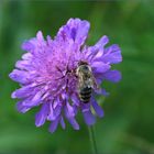 Una abeja golosa