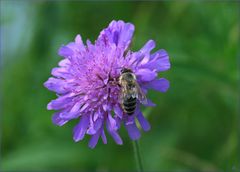 Una abeja golosa