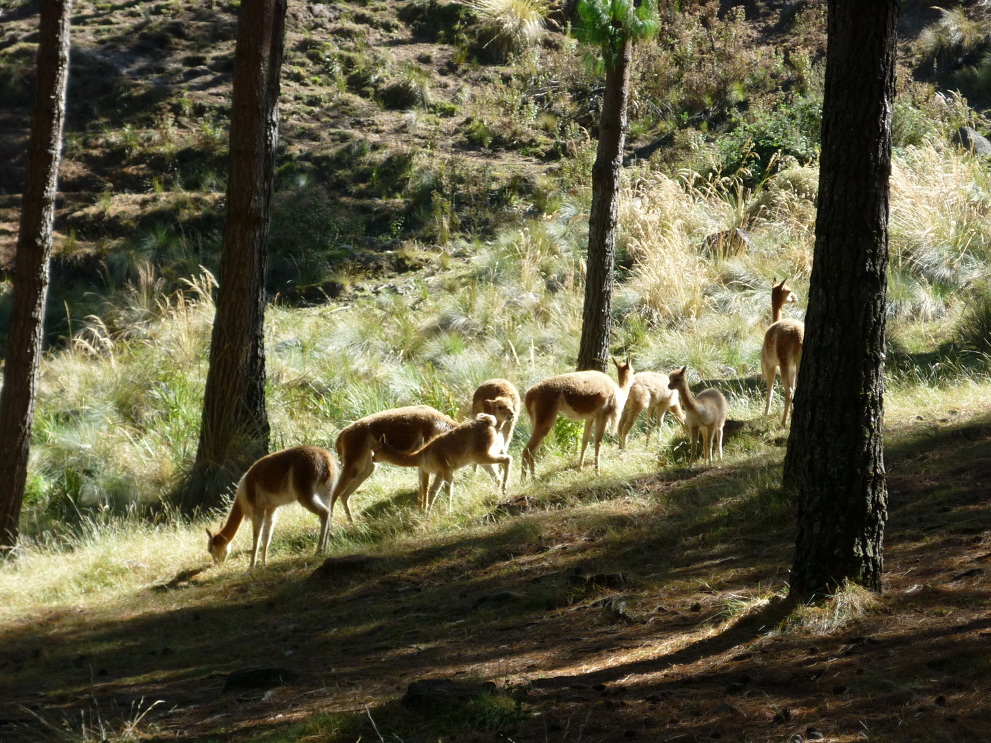 una amanecer con Vicuñas