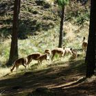 una amanecer con Vicuñas