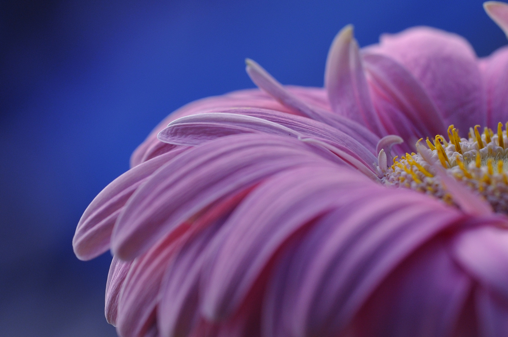 Una, anzi, mezza gerbera