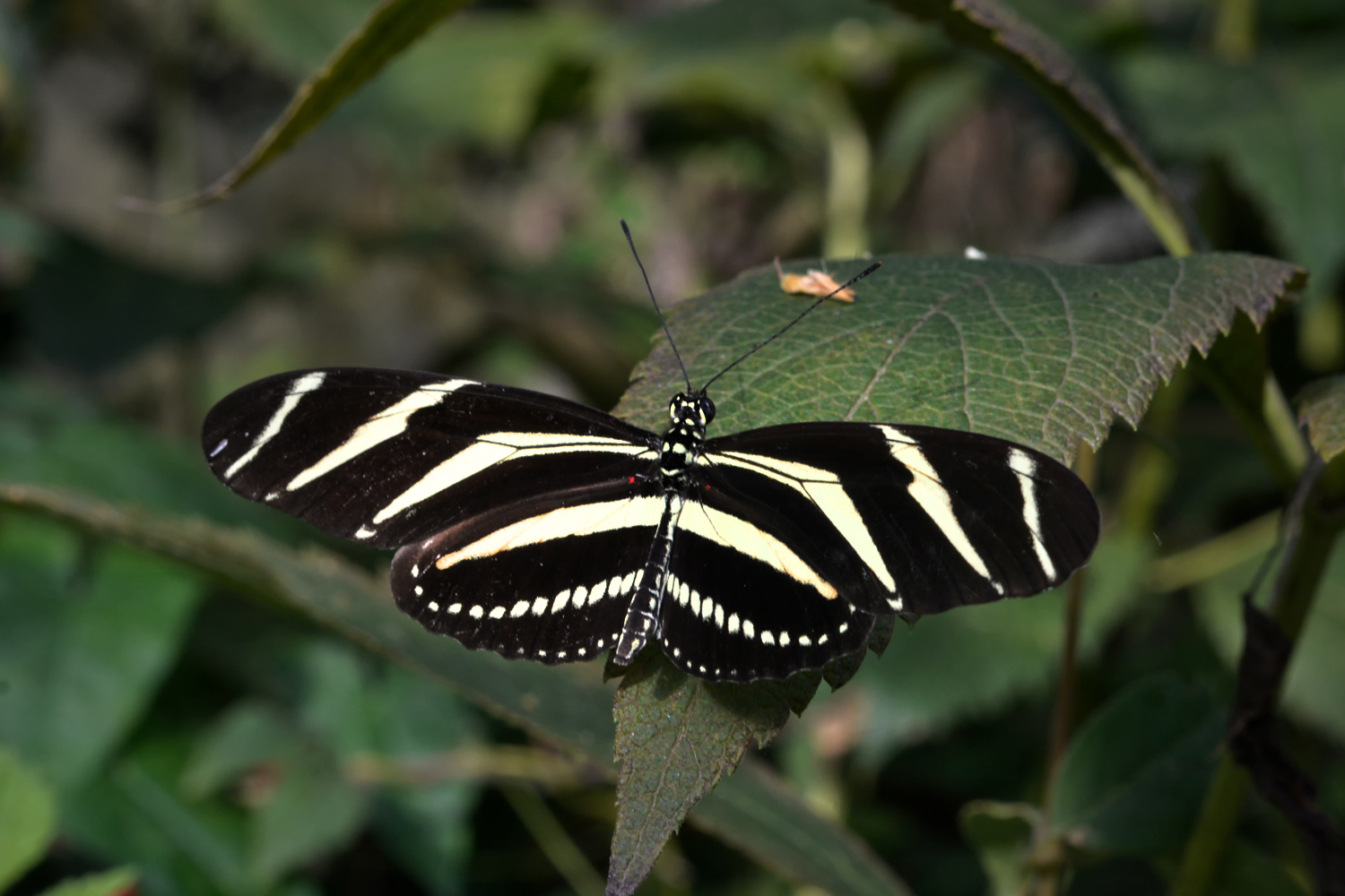 Una bella farfalla