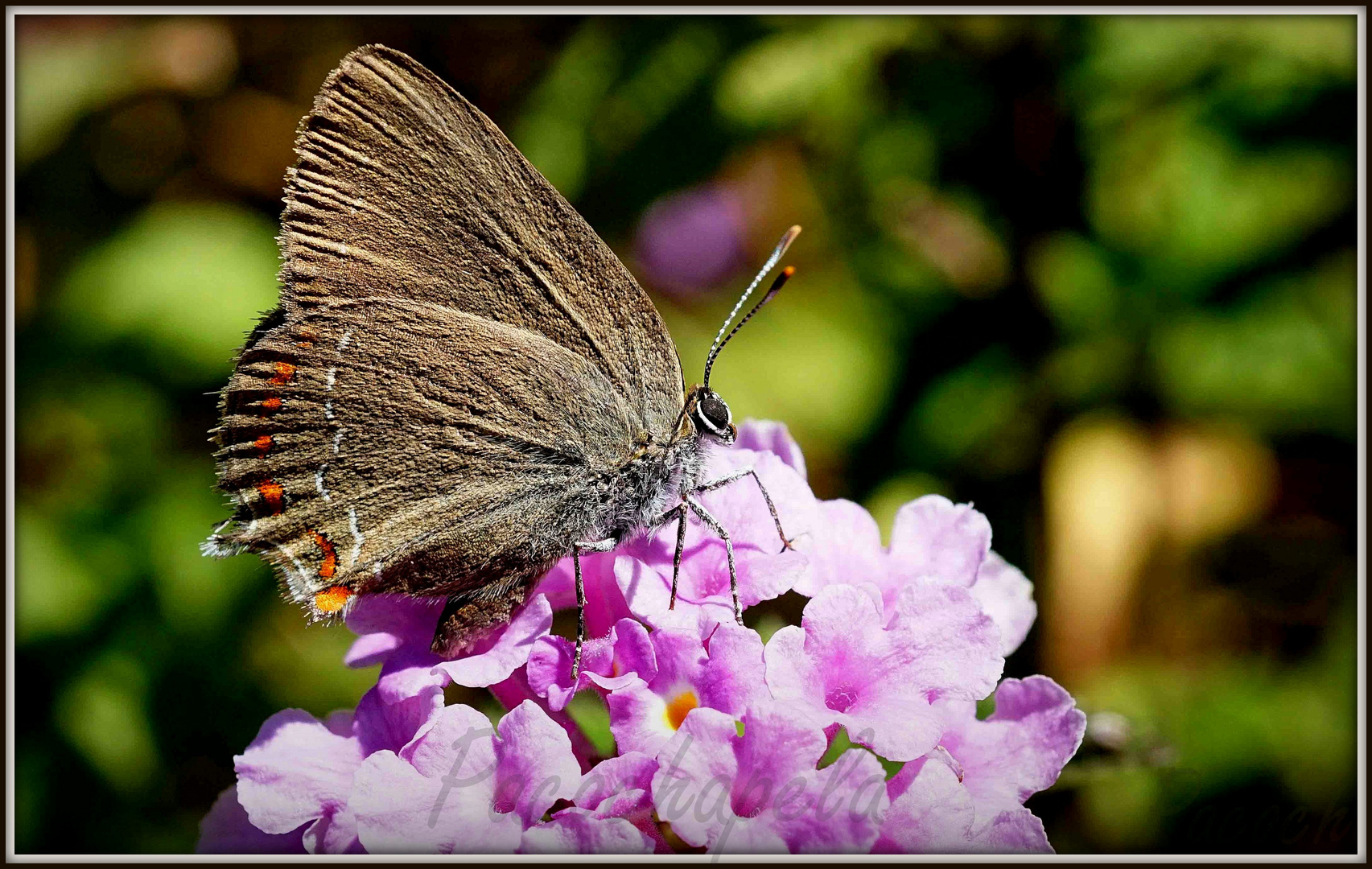 Una bella mariposita