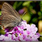 Una bella mariposita