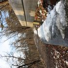 Una bella passeggiata in bosco con un po' di neve