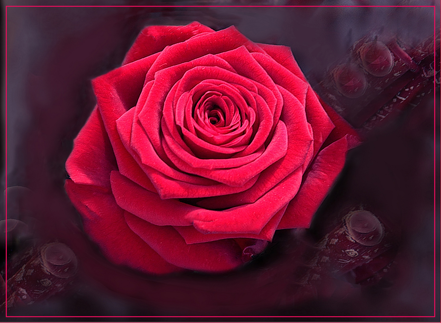 Una bella  Rosa