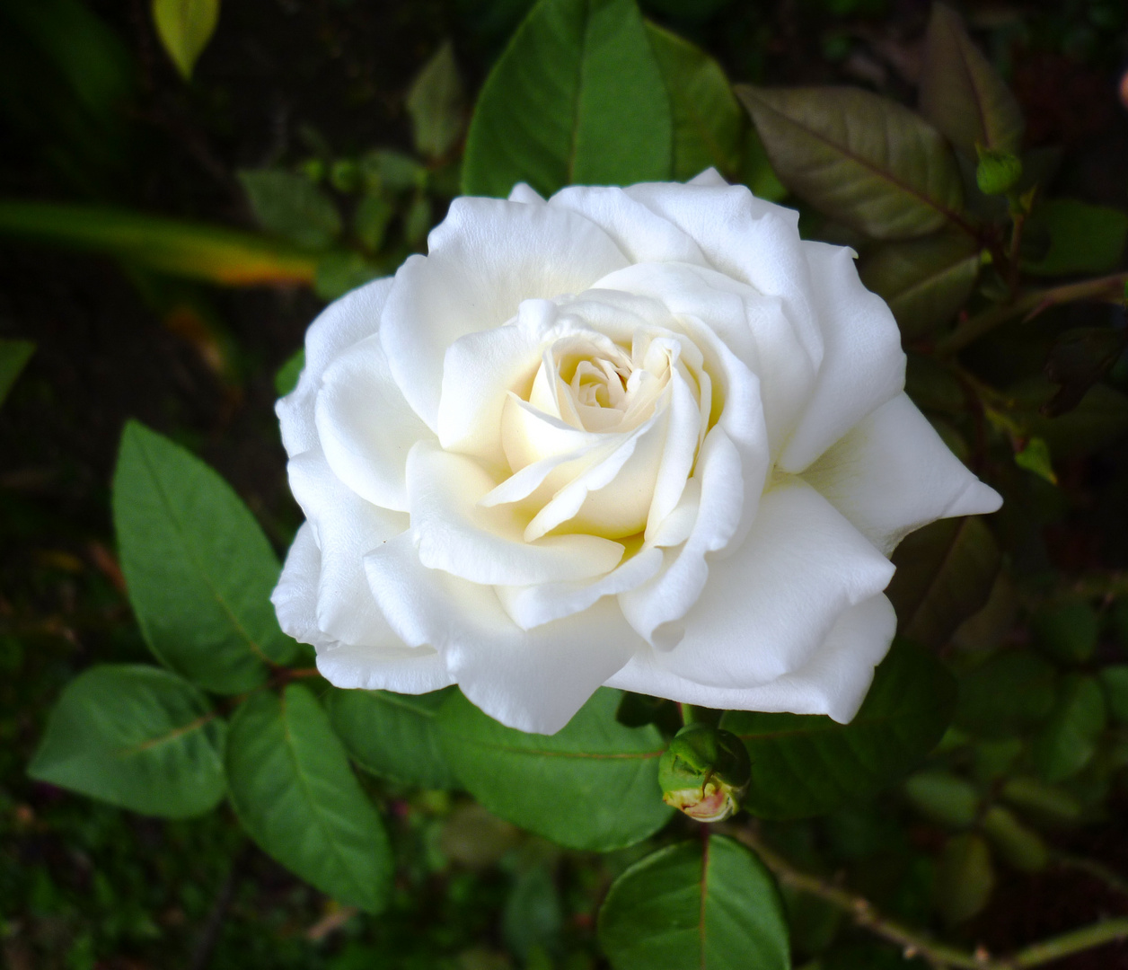 Una bella rosa blanca