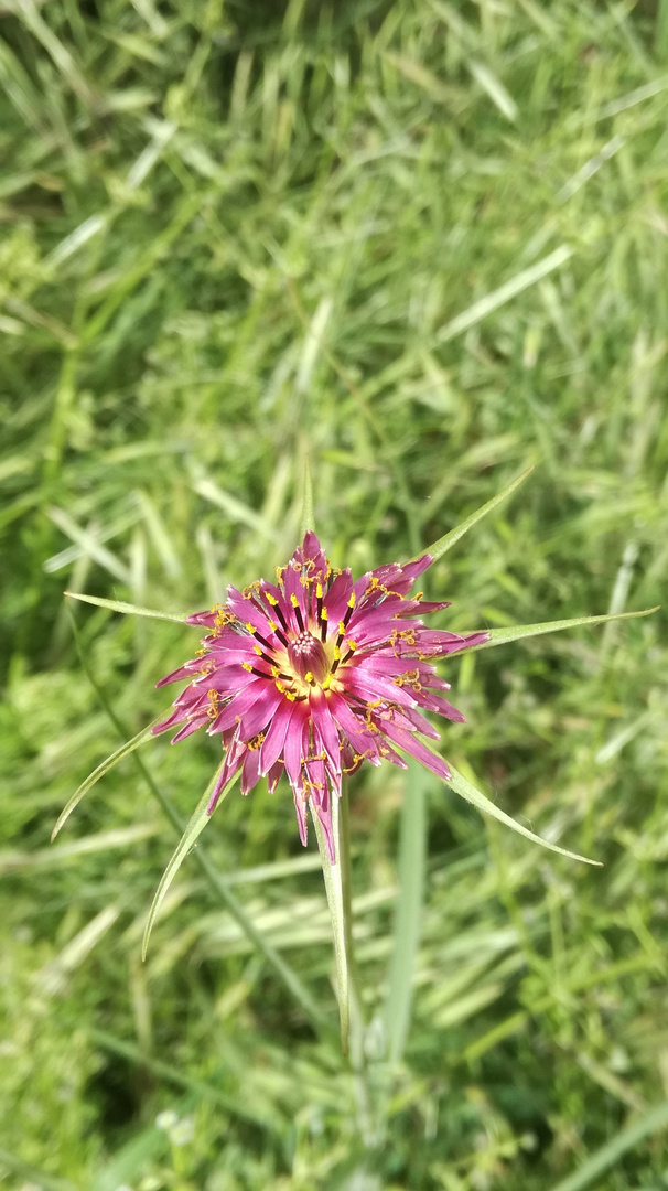 Una belleza de flor