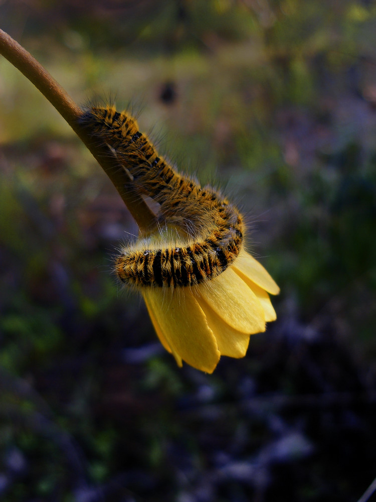 Una belleza en una flor