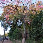 UNA CALLE DE SAN IGNACIO