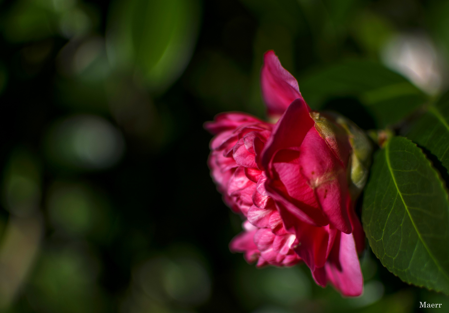 Una camelia de perfil