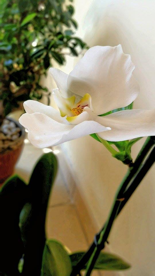 ...una candida orchidea...