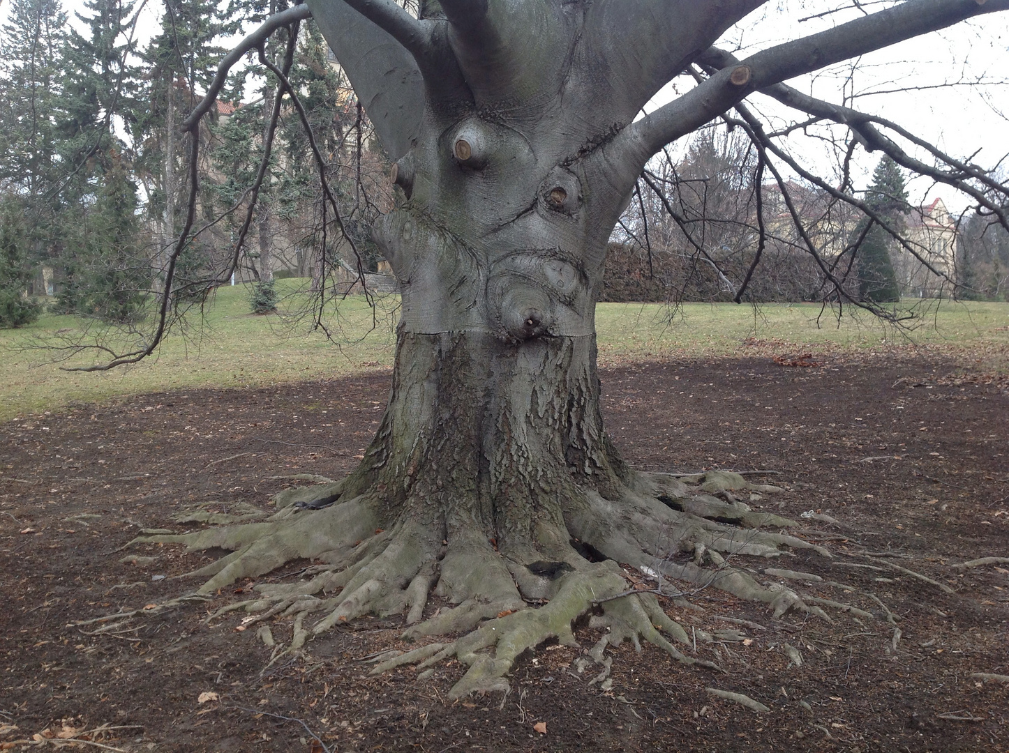 Una cara de árbol