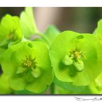 Una cartolina di piccolissimi fiori verdi