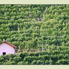 Una casa tra le vigne