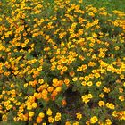 Una cascata di fiori