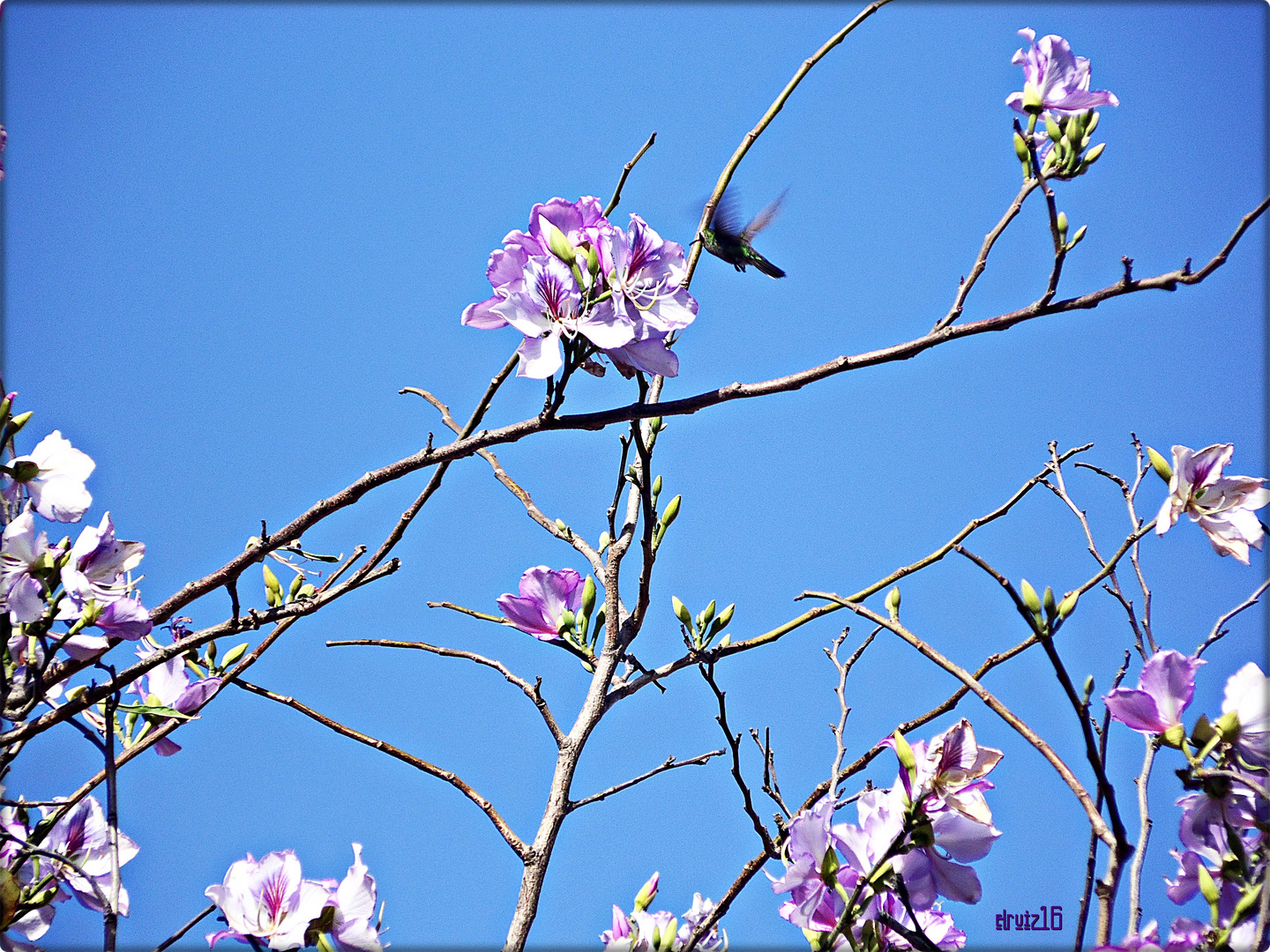 Una colibrí en flor.