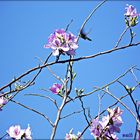 Una colibrí en flor.