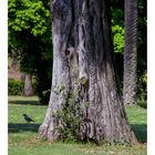 Una cornacchia felice (credo) a Villa Doria Pamphilj, a Roma