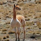 UNA DAMA DISTRAIDA (VICUÑA)