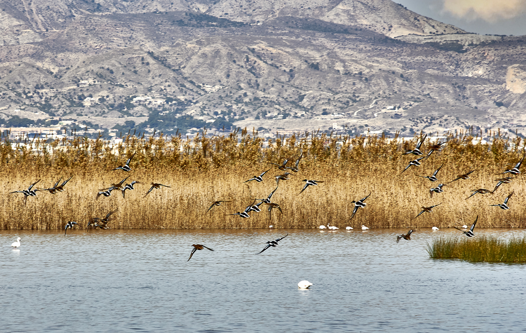 Una de aves