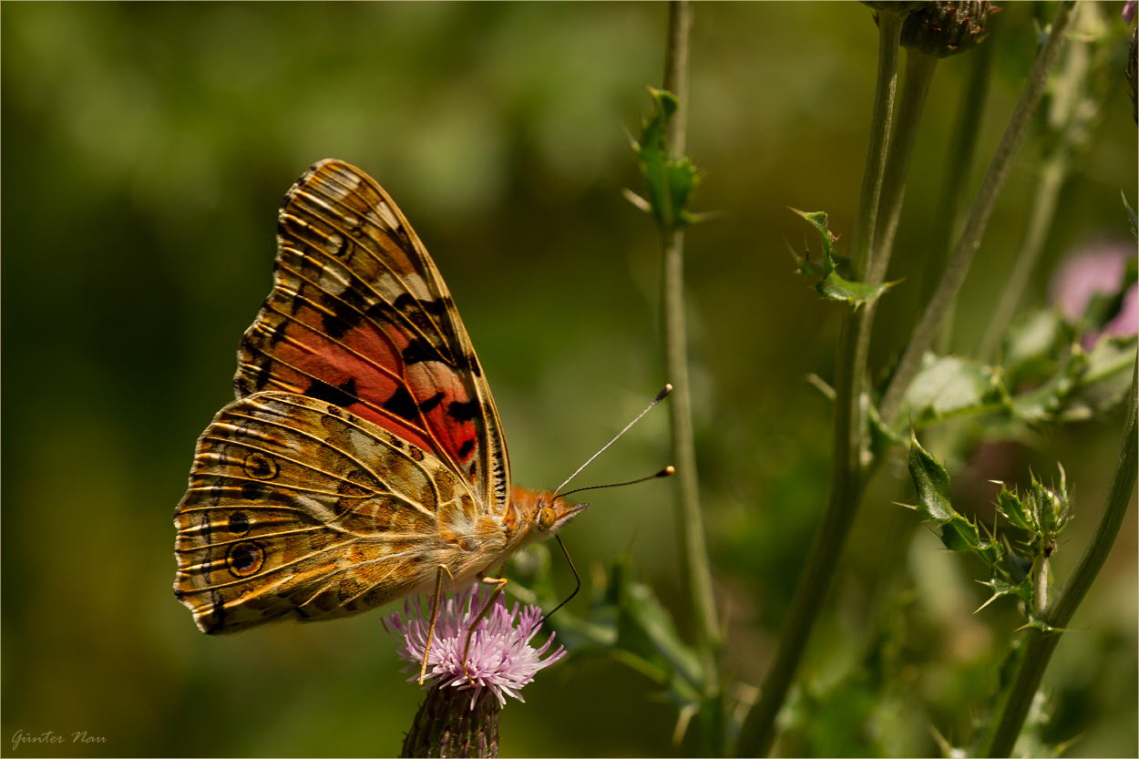 Una de las mas hermosas - Distelfalter (Vanessa cardui)