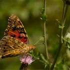 Una de las mas hermosas - Distelfalter (Vanessa cardui)