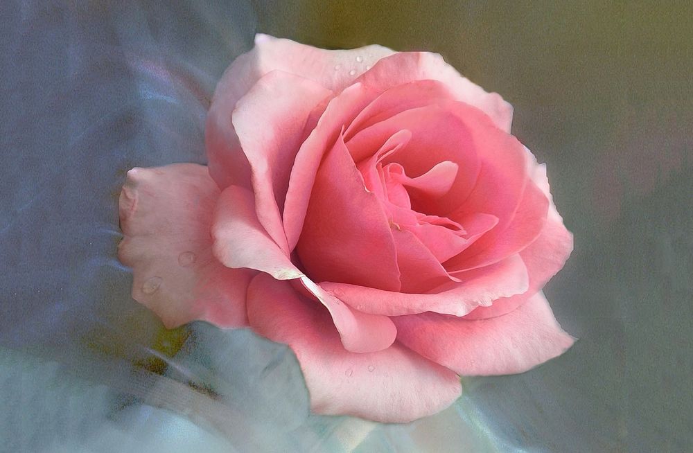Una delicada  rosa 