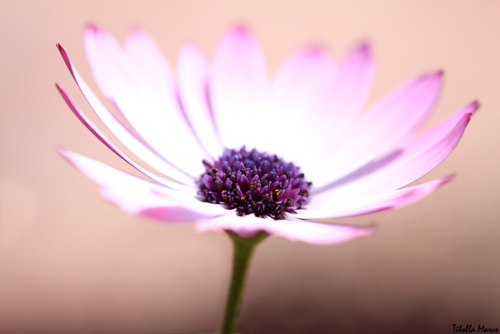 Una delicatezza primaverile