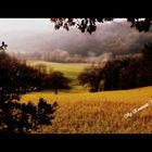 Una domenica pomeriggio passeggiando in campagna