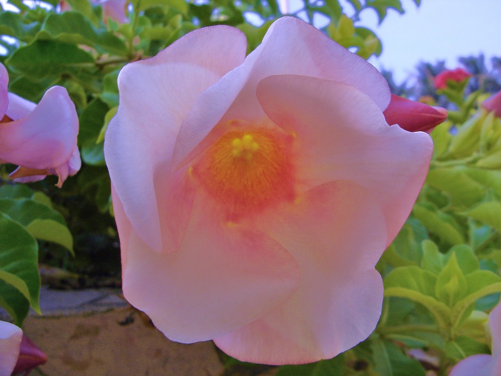 "UNA ESTRELLA DE MI JARDIN"