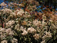 Una explosión de primavera (Photinia)