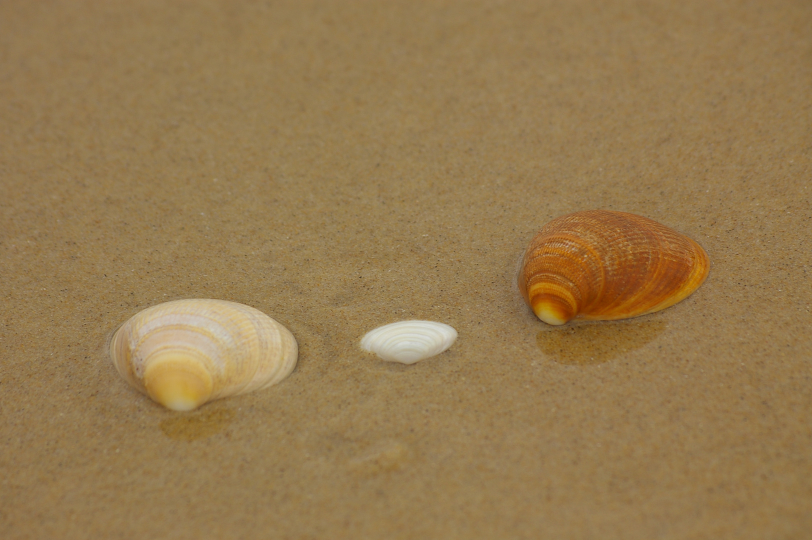 UNA FAMIGLIA AL MARE