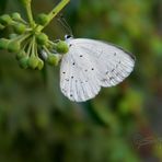 una farfalla bianca ( Everes alcetas )