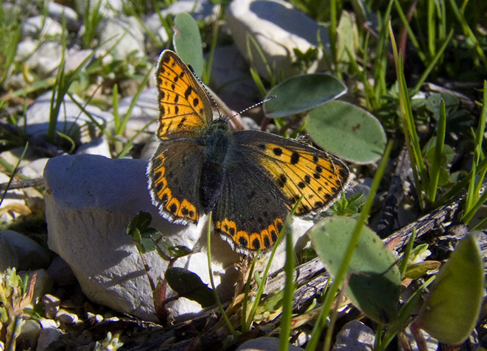 Una farfalla in mezzo al verde