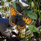 Una farfalla in mezzo al verde