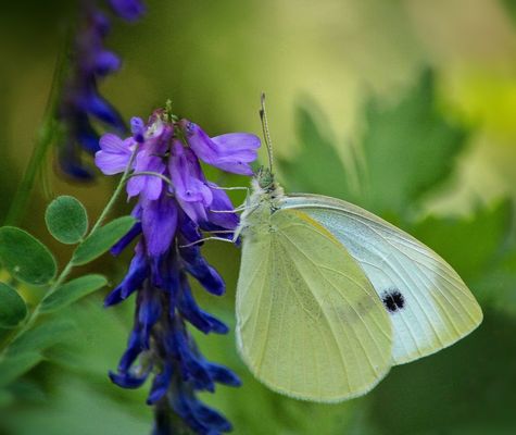 Una fata fra i fiori
