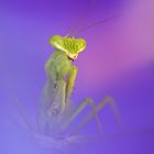 Una Fierecilla entre flores