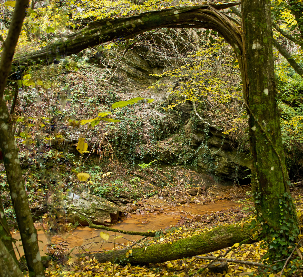 Una finestra nel bosco