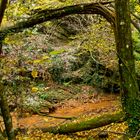 Una finestra nel bosco