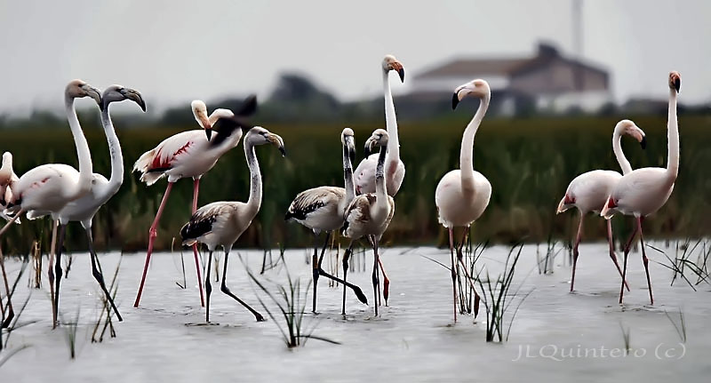 Una flamencada