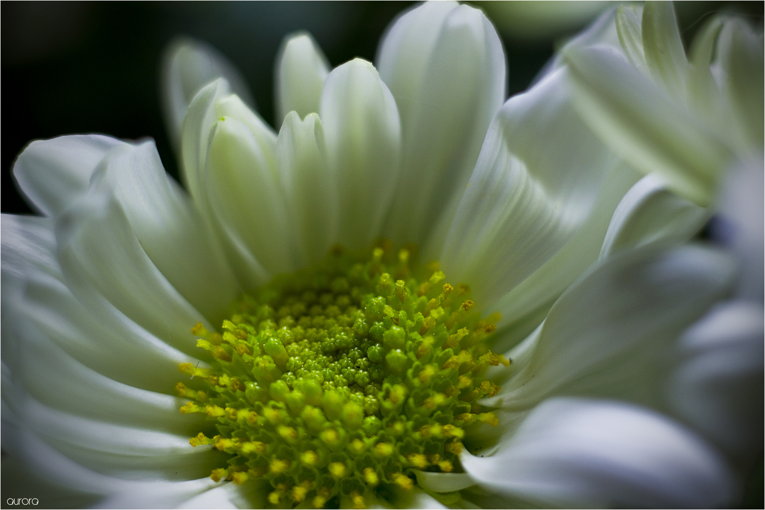 UNA FLOR