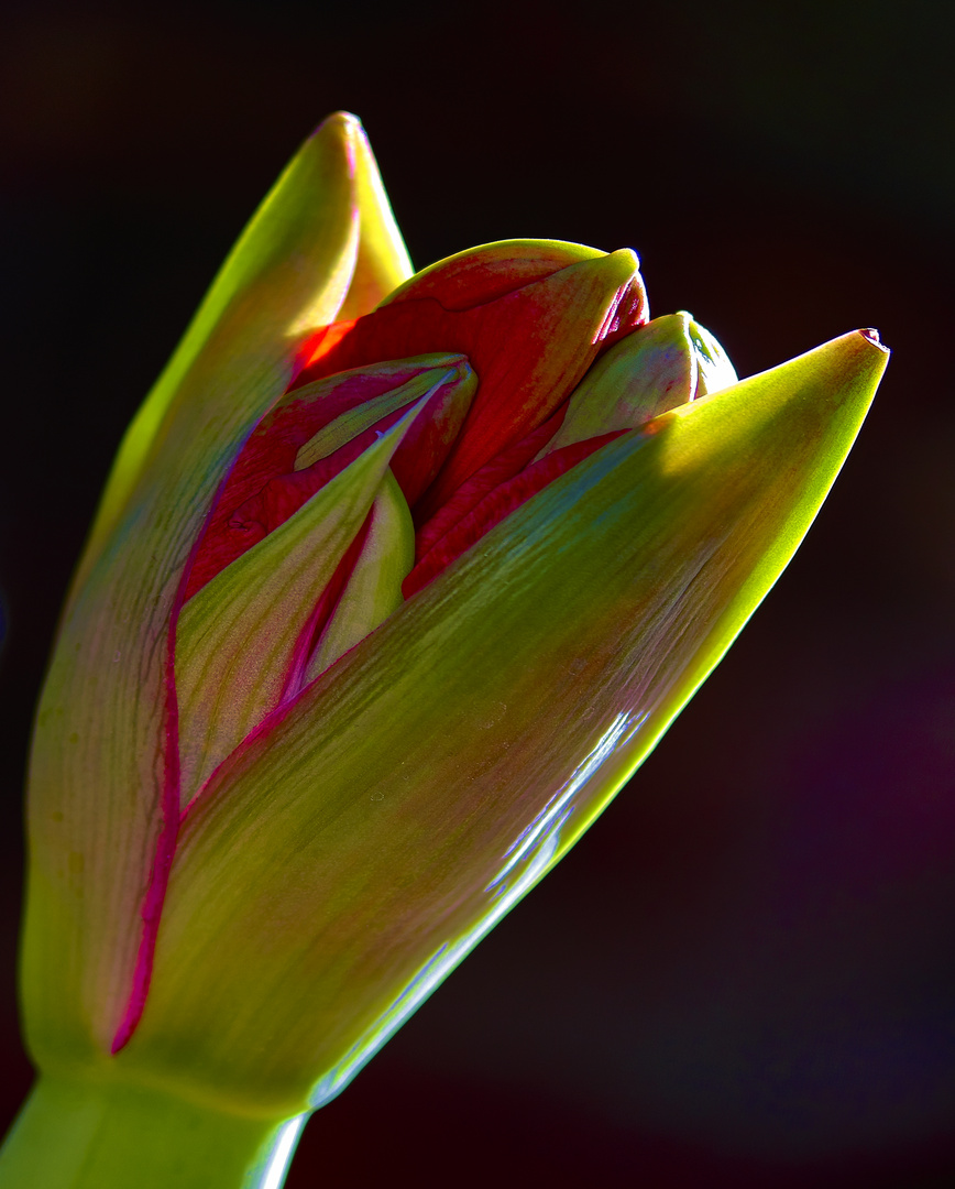 Una Flor