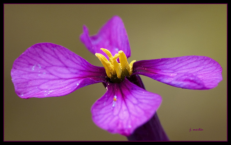 una flor