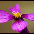 una flor