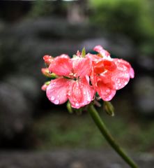 una flor