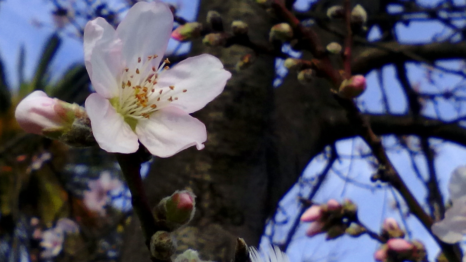  Una flor de almendro 