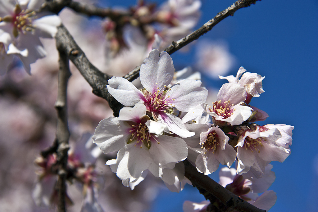 Una flor de Almendro para las Lolas.