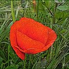 una flor de amapola..de otra manera...